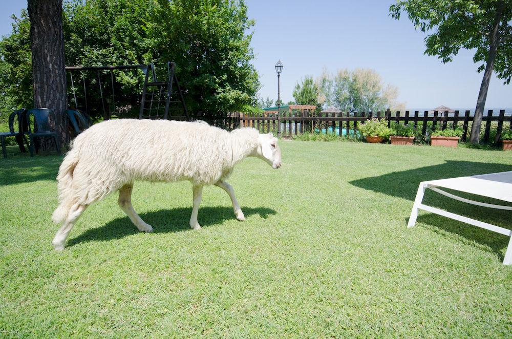 Agriturismo Ca'De'Gatti 파엔차 외부 사진